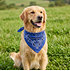 Bandana "Jolin" (4)