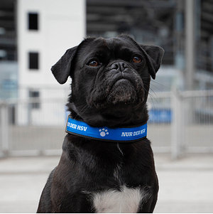 Hundehalsband 30-40cm