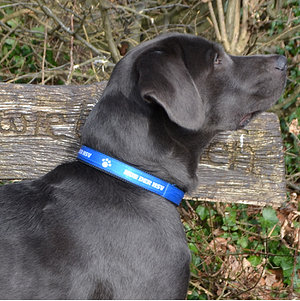 Hundehalsband 40-50cm