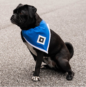 Hundehalstuch + Band "HSV"