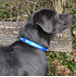 HSV Hundehalsband 45-60cm (2)